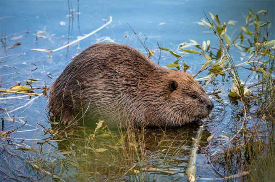 Happy beavers day! How beavers and high performance builders use many of the same important techniques to building homes. photo credit energy.gov.jpg