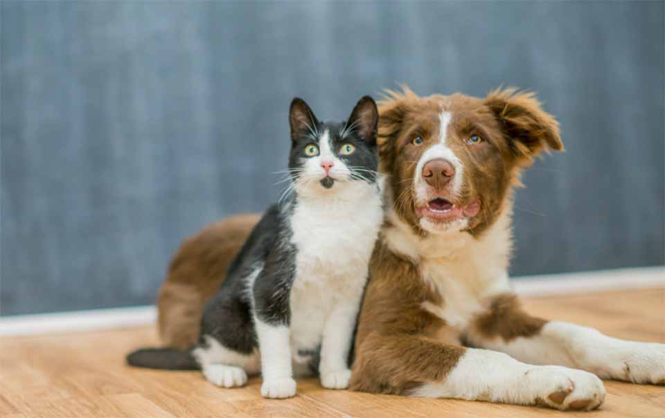 A poorly built home can pose serious health risks to your pets - built better with a certified high performance builder so your cats and dogs and other furry friends are safe at home.